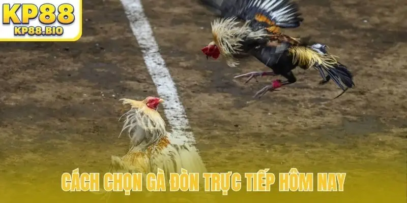 Cách chọn gà đòn trực tiếp hôm nay